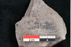 Foto (Detailansicht) von Dryandra comptoniaefolia Ettingshausen (NHMW-GEO-2024-0188-10191)
